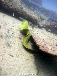 We followed the eel while he followed his breakfast. by Elliot Helmer 